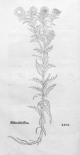 Golden thistle, common boar thistle, small weather thistle (Carlina vulgaris), woodcut by Leonhart