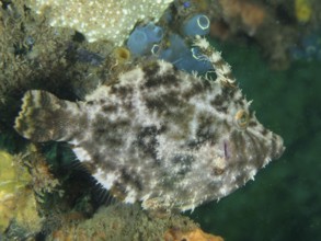 Seagrass filefish (Acreichthys tomentosus) with light and dark patterns near algae and sea squirts,