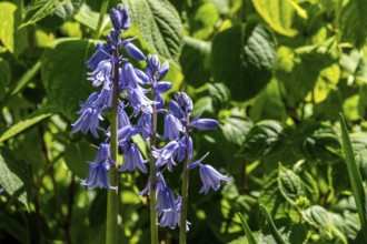 Bluebell (Hyacinthoides), blue flowering, Baden-Württemberg, Germany