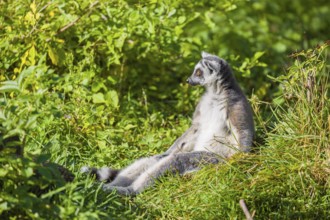 A ring-tailed lemur (Lemur catta) sits in the green tall grass enjoying the sun