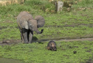 African forest elephant (Loxodonta cyclotis) and giant forest hog (Hylochoerus meinertzhageni) in