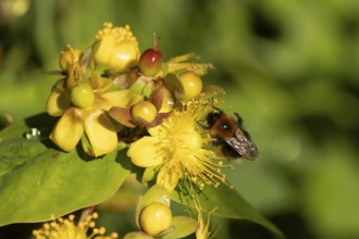 Buff tailed bumblebee (Bombus hortorum) adult bee feeding on a St.John's wort flower in an urban