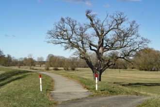 A lonely tree stands next to a rural footpath, surrounded by meadows and a blue sky, dyke, cycle