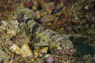 A well camouflaged gracile lizardfish (Saurida gracilis), bony fish, lying on a rocky seabed,