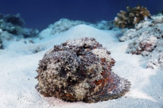 Reef stonefish (Synanceia verrucosa), from front, lying uncamouflaged, open, on sandy bottom,