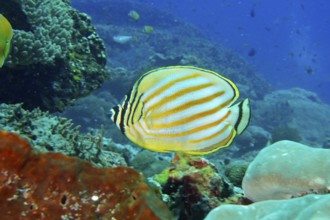 A bright yellow and white striped orange Banded butterflyfish (Chaetodon ornatissimus) in the coral