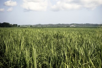 Flat fields of a sugar plantation with distant factory, Jamaica, West Indies 1970