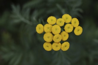 Tansy or worm fern (Tanecetum vulgare), inflorescence, medicinal plant, Wilnsdorf, North