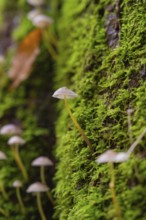 Single mushroom growing from dense green moss on a tree stump, Monbachtal, Bad Liebenzell, district