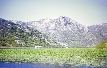 Boat trip on Lake Shkodra Lake Skadar Lake Scutari, between Albania and Montenegro, former