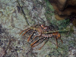 Guinea chick crayfish (Panulirus guttatus) crawls over a rock in the sea, in its natural