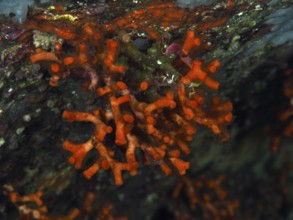 Close-up view of bright red stunted corals (Myriapora truncata) in an underwater world, dive site