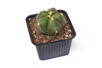 Small potted 'Gymnocalycium Horstii' cactus plant on white background