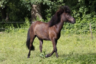 Icelandic horse (Equus islandicus), gelding, Schleswig-Holstein, Germany
