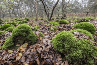 Mound of marsh peat moss (Sphagnum palustre) in a birch quarry, Emsland, Lower Saxony, Germany