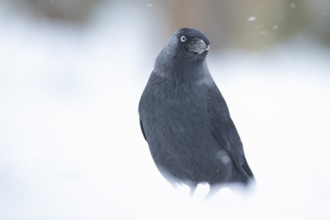 Jackdaw (Corvus monedula) adult bird in a snow covered garden in winter, England, United Kingdom