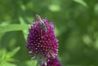 Round-headed leek (Allium sphaerocephalon) with grasshopper wasp (Sphex funerarius), Germany