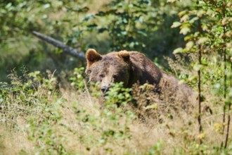 Eurasian Brown Bear (Ursus arctos arctos), looking through bushes, Bavarian Forest National Park,
