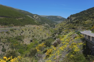 Road winds through a mountainous landscape full of blooming yellow flowers, AL-5402, north of