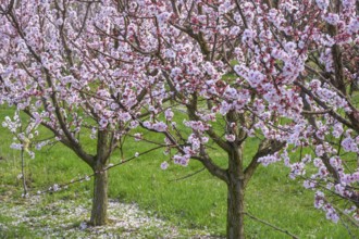 Peach trees in bloom, Paudorf, Lower Austria, Austria
