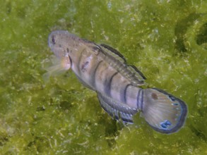 A striped dredge goby (Amblygobius phalaena) moves across a green algae surface, dive site Secret