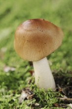 Reddish-brown scabbard or foxy scabbard (Amanita fulva), North Rhine-Westphalia, Germany