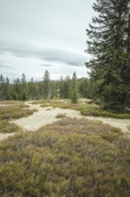 Schachten am Enzian, Gentiana bavarica Forest, Bavaria, Germany