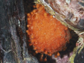 A bright orange sea orange (Tethya aurantium) in an underwater hiding place, dive site Les Grottes,