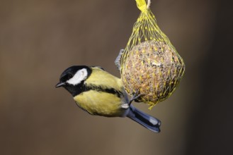 Great tit (Parus major) hanging on a fat ball, bird feeding in winter, Schleswig-Holstein, Germany