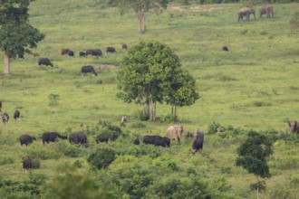 Indian elephants (Elephas maximus indicus) and gaur (Bos gaurus), Khiri Khan, Hua Hin, Kui Buri