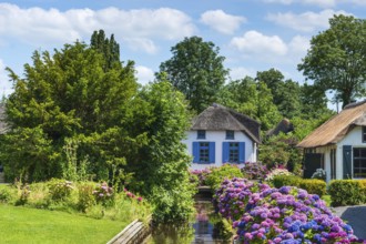 Thatched roof house, house, farmhouse, village, rural, flowers, hydrangeas, well-kept, blue sky,