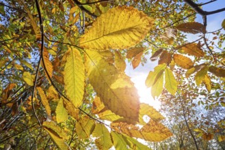 Sweet chestnut tree, Spanish chestnut (Castanea sativa) close-up of yellow leaves in autumn