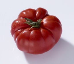 Tomato, tomato (Solanum lycopersicum), on white background, studio photo