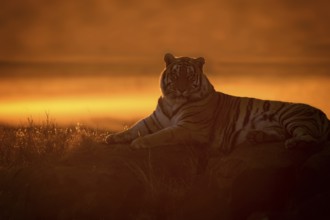 Bengal Tiger (Panthera tigris) adult silhouette in sunset, captive, Philippolis, South Africa