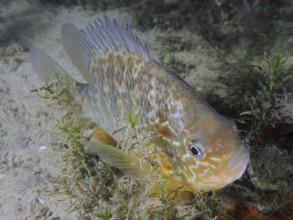 A fish with colourful scales, pumpkinseed sunfish (Lepomis gibbosus), dive site Pumpwerk