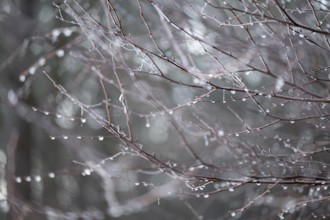 Branches of bog birch (Betula pubescens) with frozen water drops, detail, macro, close up, filigree