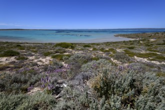 Landscape on Dirk Hartog Island, Dirk Hartog Island National Park, named after the Dutch navigator