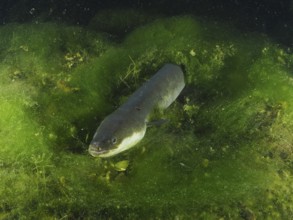 European eel (Anguilla anguilla) swimming amidst dense green aquatic plants, dive site Zollbrücke,