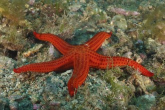 Orange-coloured starfish (Hacelia attenuata) on a rocky seabed. Dive site Marine reserve Cap de