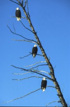Bald eagle (Haliaeetus leucocephalus), eagle perched and hunting for salmon, in the Chilkat Valley