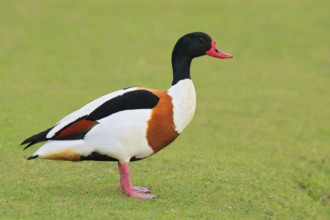 Common Shelduck (Tadorna tadorna), Texel, Netherlands