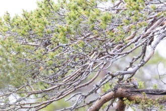 Bohemian waxwing (Bombycilla garrulus), breeding pair mating on nest, Pelkosenniemi, Pyhä-Luosto