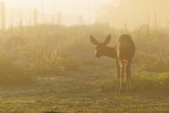 A young male roe deer (Capreolus capreolus) stands on a green meadow against the light at sunrise