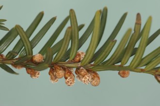 English yew (Taxus baccata), branch with male flowers, North Rhine-Westphalia, Germany