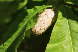 Fruiting on an umbrella magnolia (Magnolia tripetala), Saxony, Germany