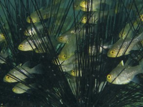 A group of bannerfin cardinalfish (Ostorhinchus hoevenii) swimming between the long spines of