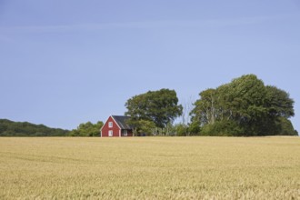 Lonely traditional red wooden cottage along field in summer in rural Skåne, Scania, Sweden,