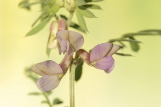 Narrow-leaved vetch (Vicia angustifolia), flowers, Provence, southern France