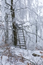 High seat in the winter forest, the trees are thickly decorated with snow and hoarfrost on the