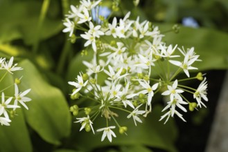 White wild garlic flowers (Allium ursinum) and buds against a green background in nature,